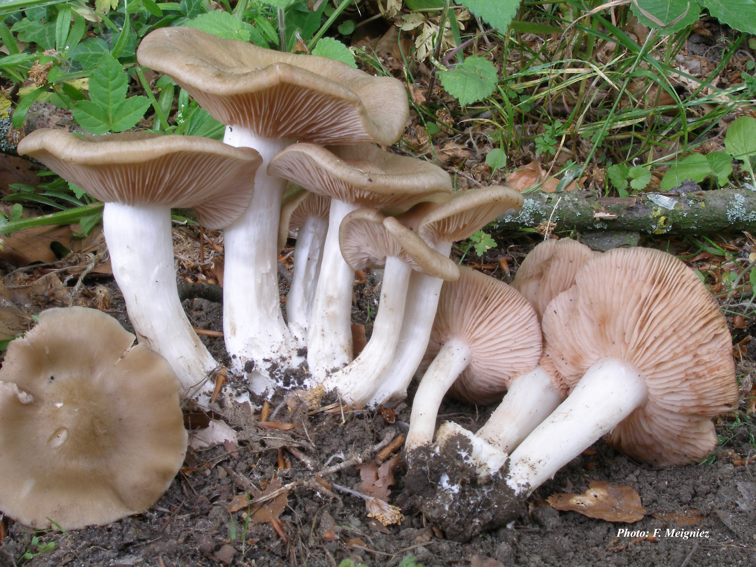 Entoloma clypeatum