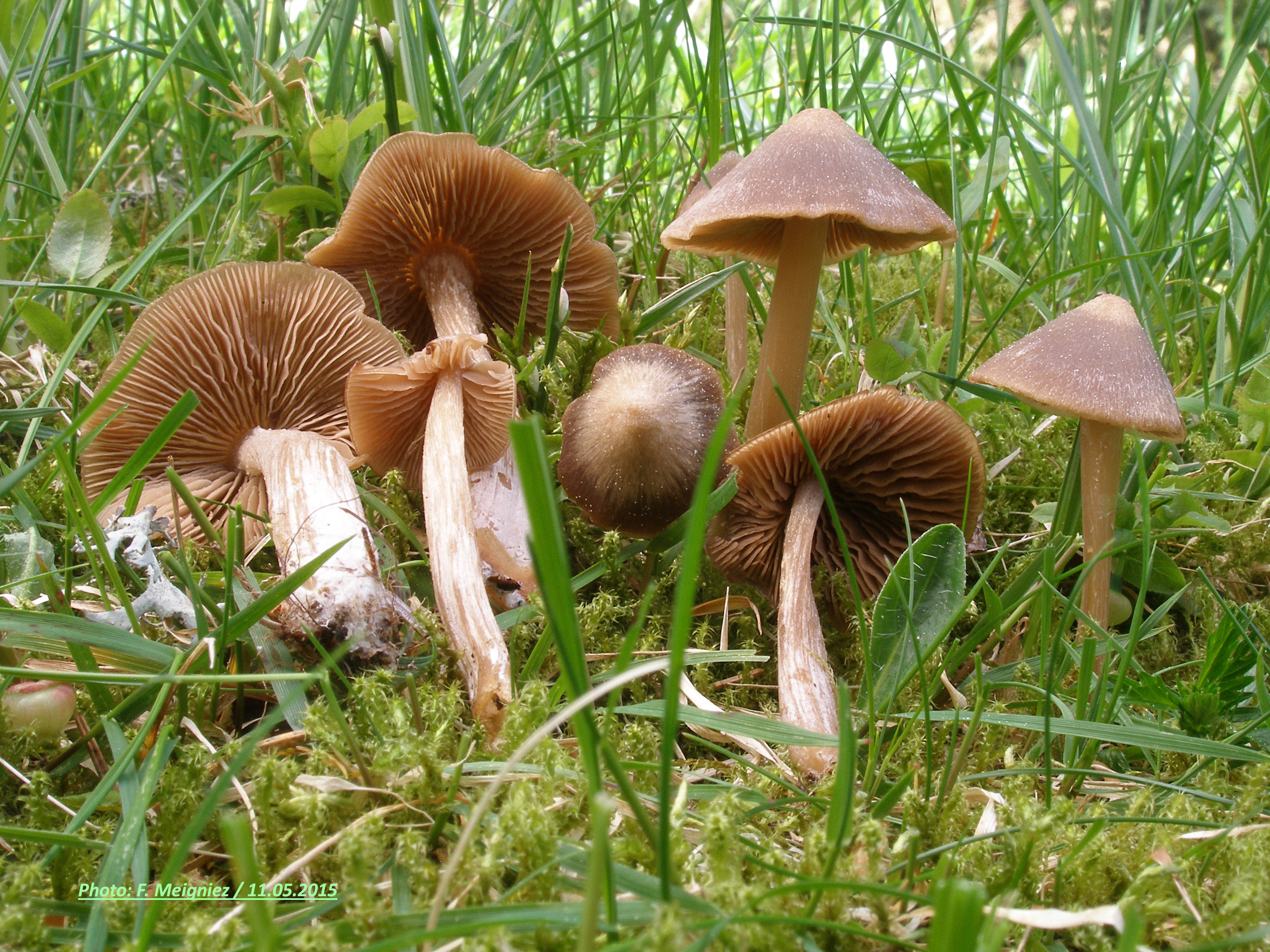 Entoloma hirtipes