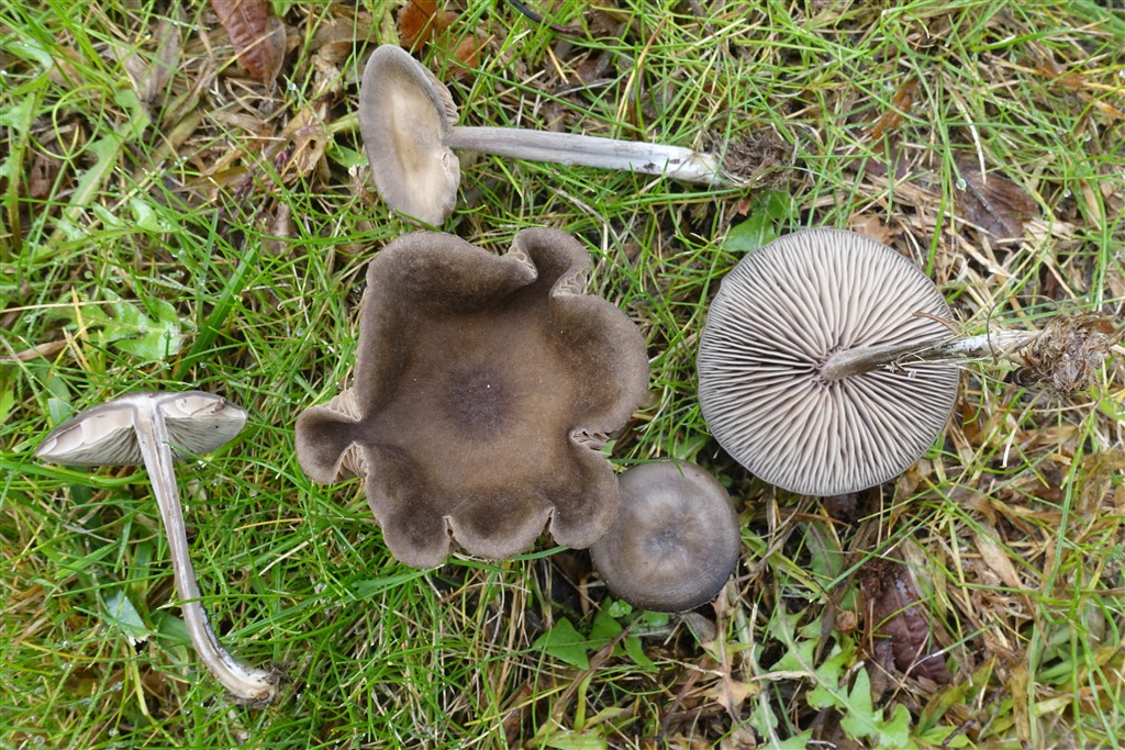 Entoloma sericeoides