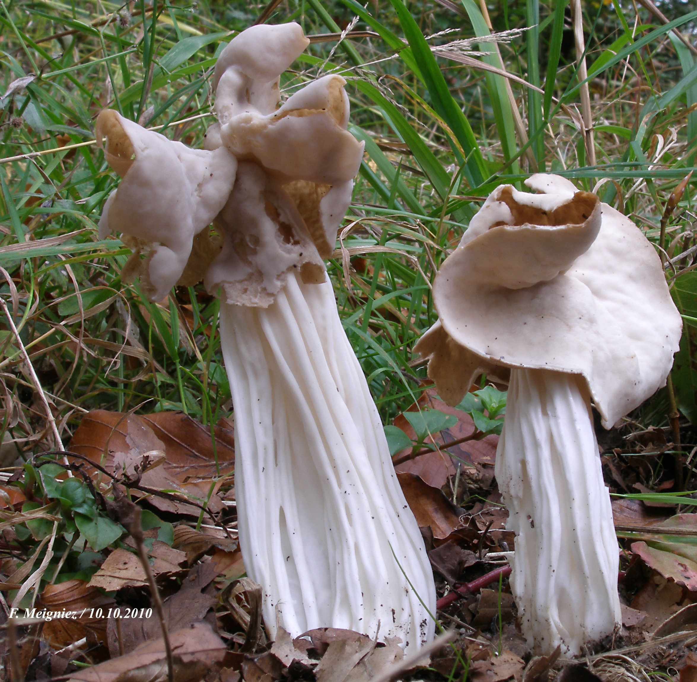 Helvella crispa
