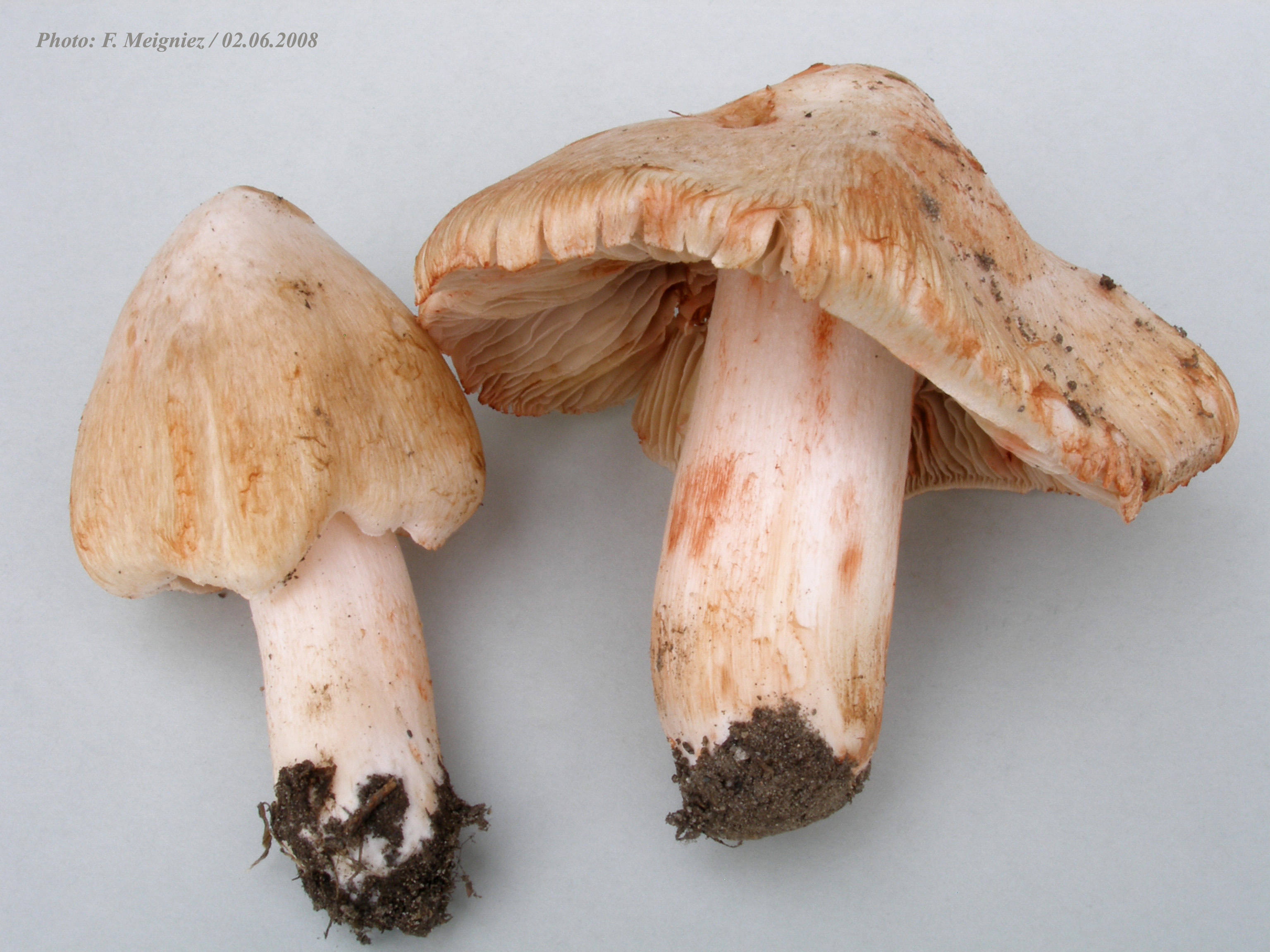 Inocybe patouillardii 