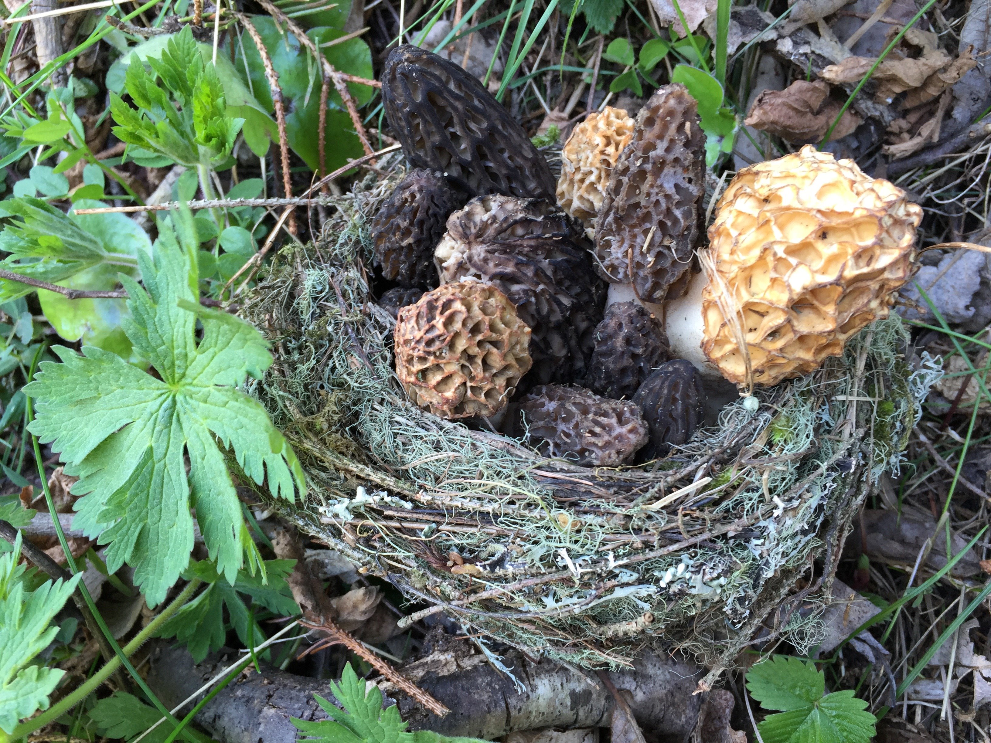 Morilles